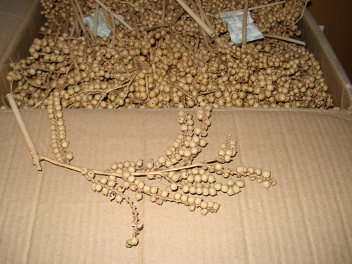 600 canella perlen natur - 600,