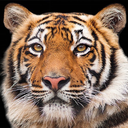 Servietten bengal tiger - 20,