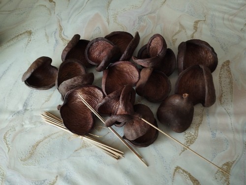 20x badam schote - schote, nuss