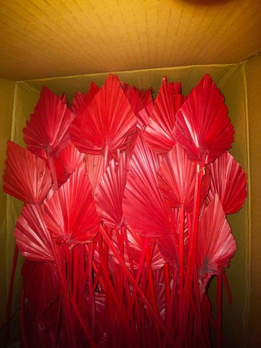Palmspeer rot palmspear - 10,